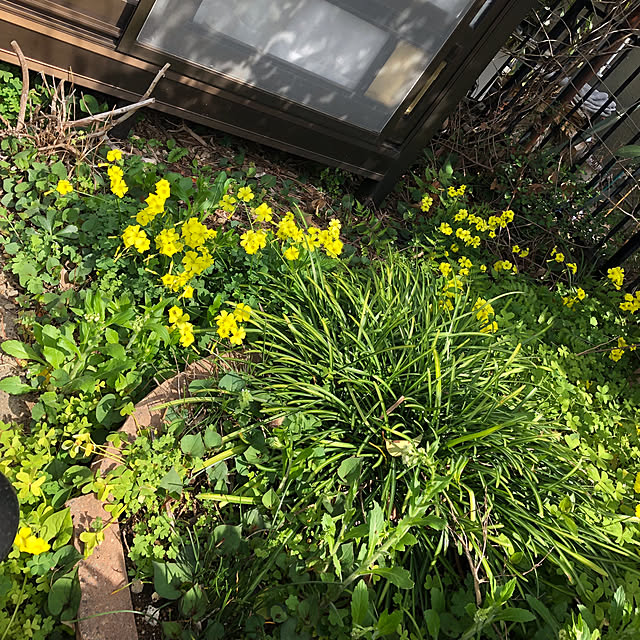 himawari123さんの実例写真