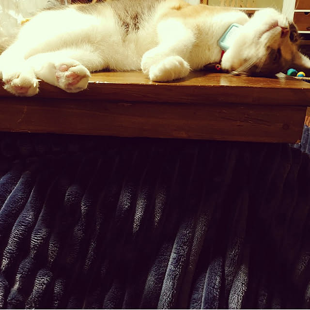 fukuさんの実例写真