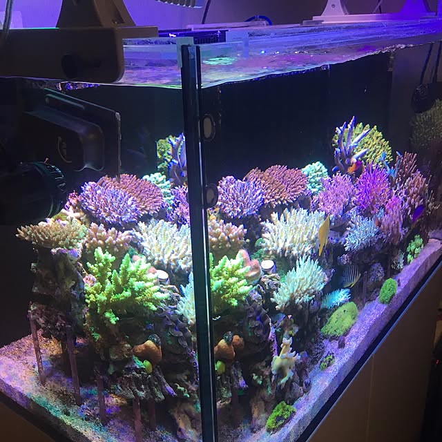 aquarium_seaさんの実例写真