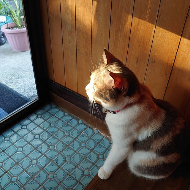 fukuさんの実例写真