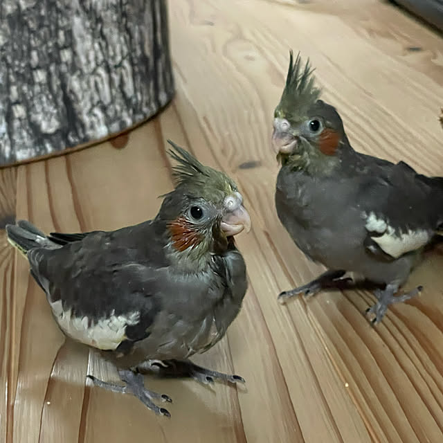 emiuraranさんの実例写真