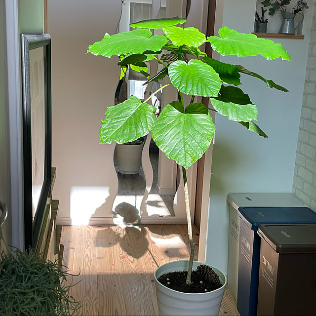 emiuraranさんの実例写真