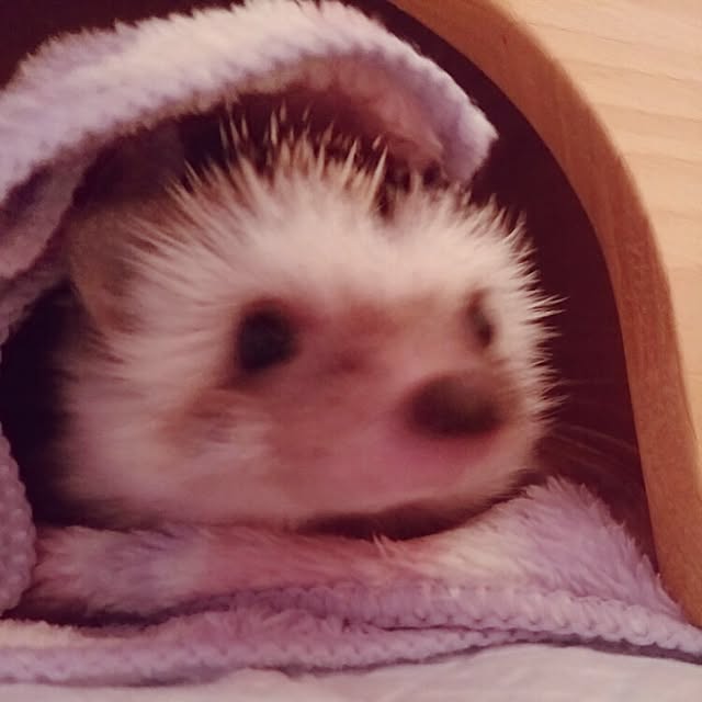 kuruさんの実例写真