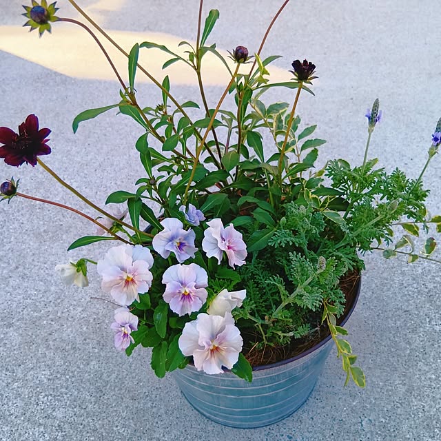 aya_blueさんの実例写真