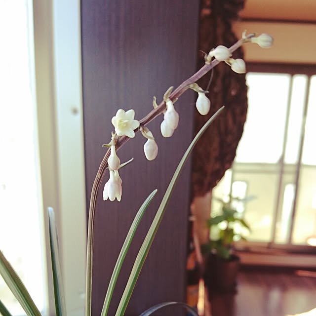 cocosorasakuさんの実例写真