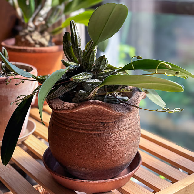 fawnさんの実例写真