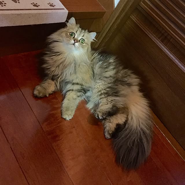 butachanさんの実例写真