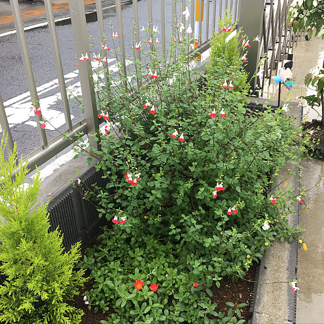 nanachanmamaさんの実例写真