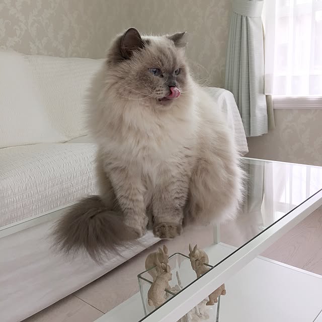 yuchiさんの実例写真