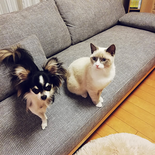 yukaringomushiさんの実例写真