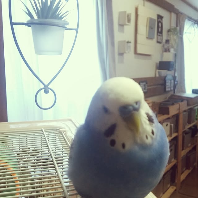 opiopiopiさんの実例写真