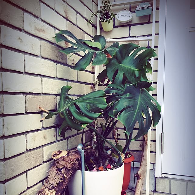 hanaliloaloさんの実例写真