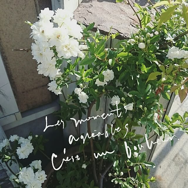 Milyさんの実例写真