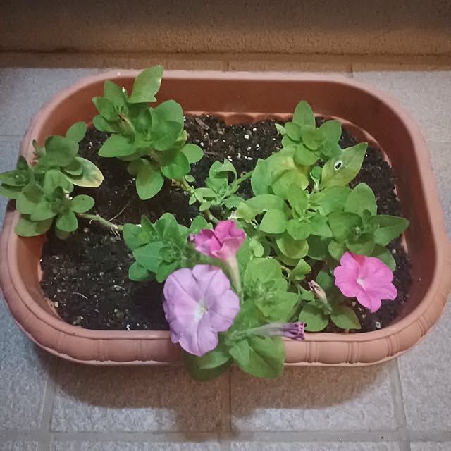 tuushiさんの実例写真