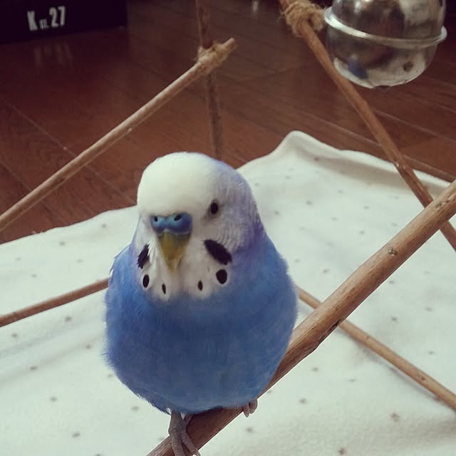 opiopiopiさんの実例写真