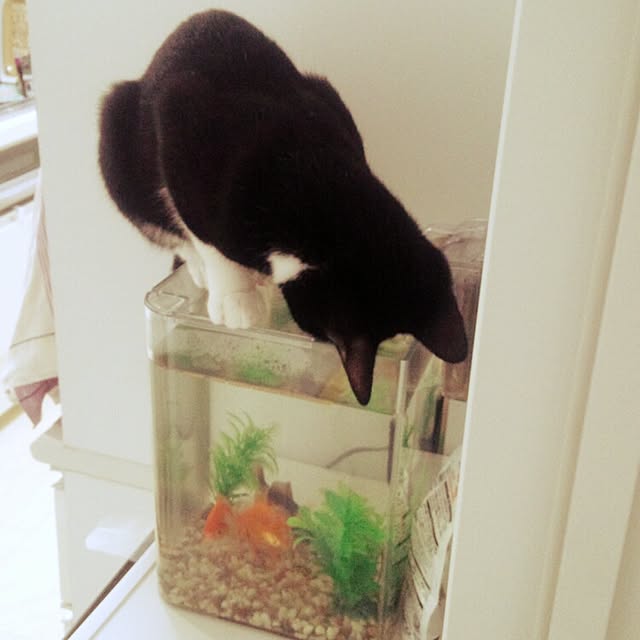 Gomaさんの実例写真