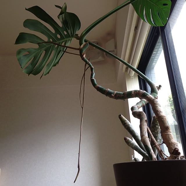 Bobさんの実例写真