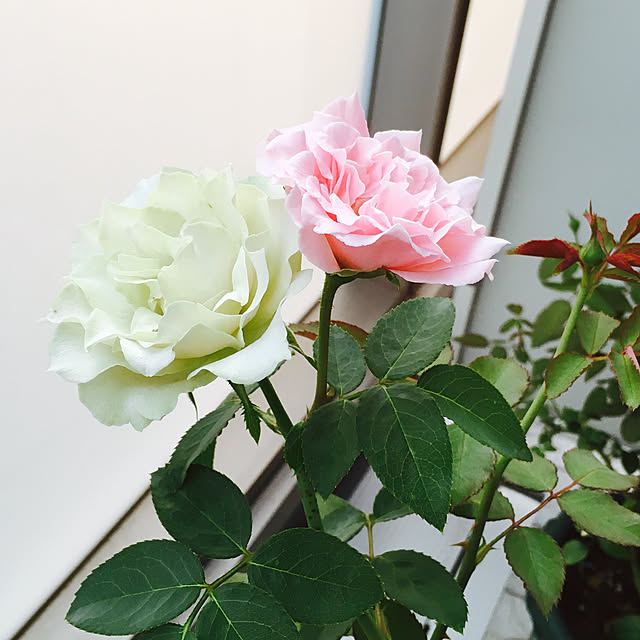yakitoripieさんの実例写真