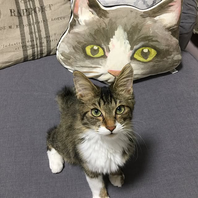 yuchiさんの実例写真