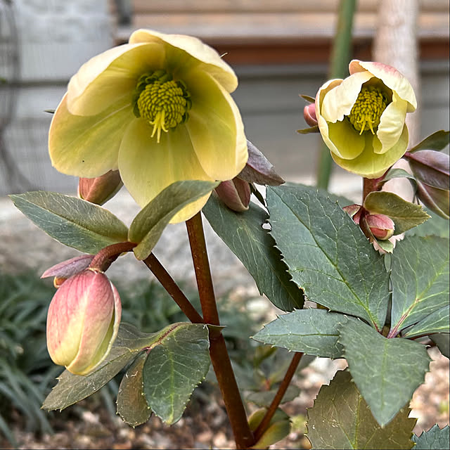 cocoさんの実例写真