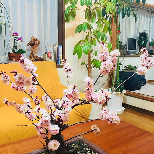 satomiさんの実例写真