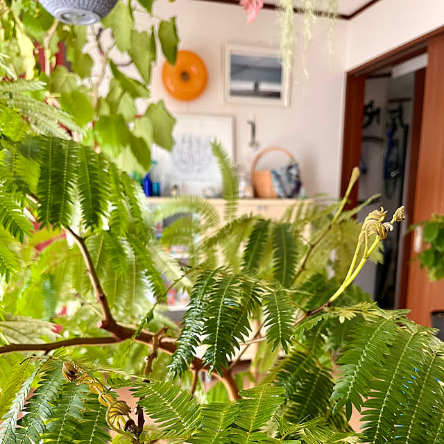 65-24oxoさんの実例写真