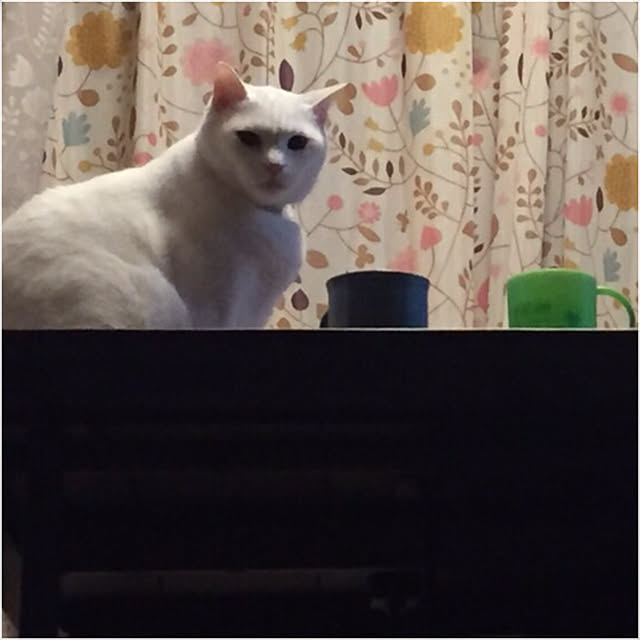 tekokaasanさんの実例写真