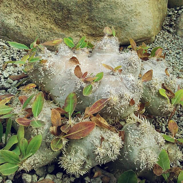 Plantexhibitionhallさんの実例写真