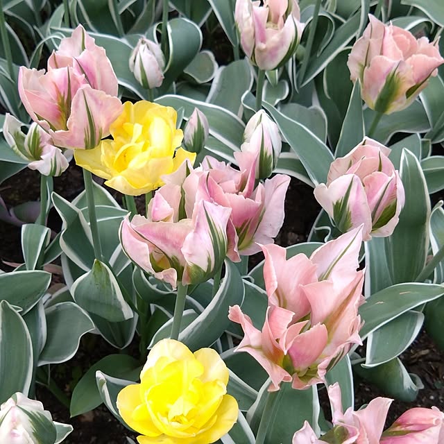 chiiyanさんの部屋