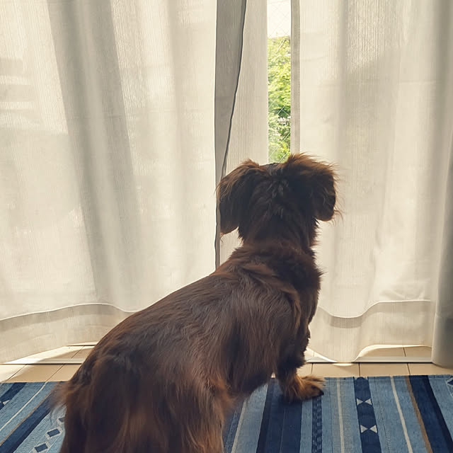 mapleさんの実例写真