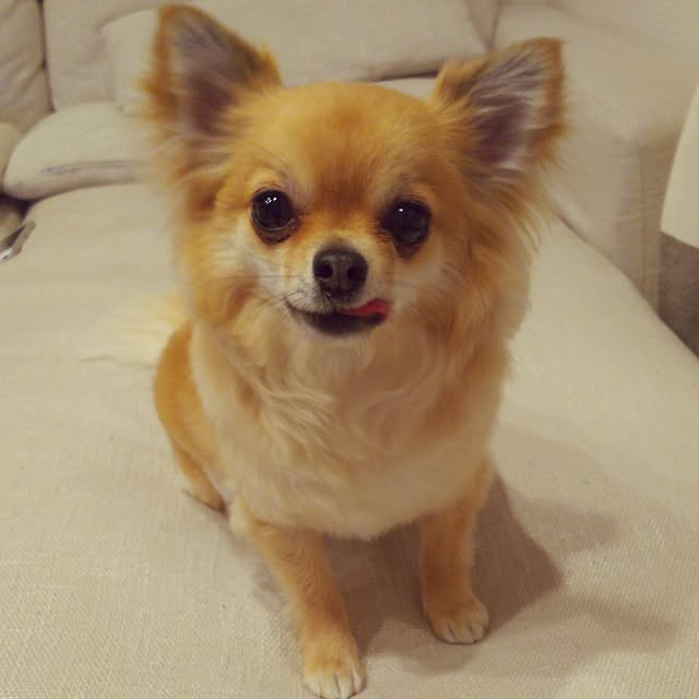 kojikojiさんの実例写真