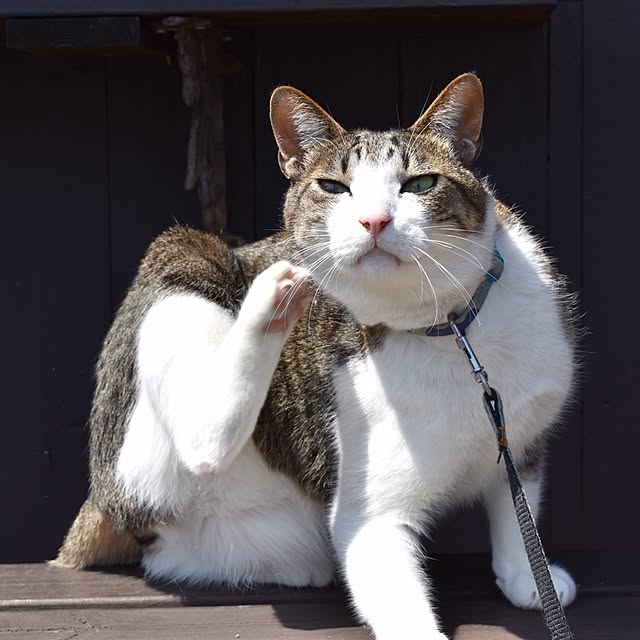 実例写真
