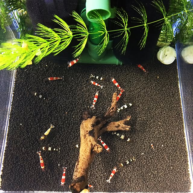 lenkaさんの実例写真