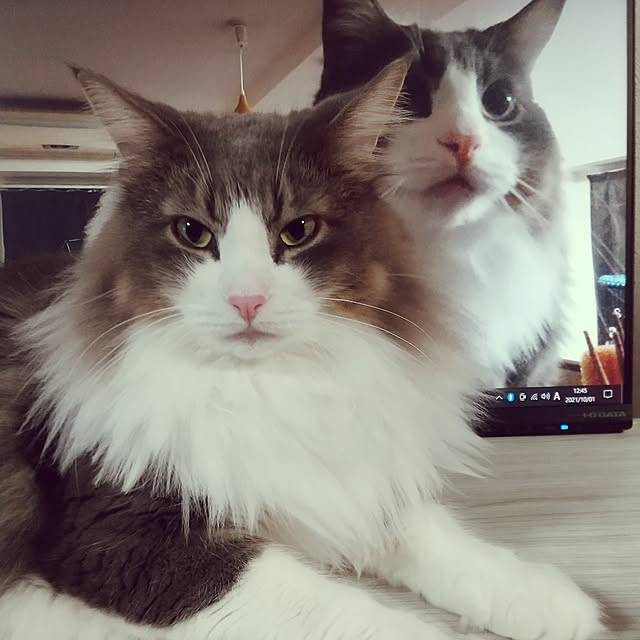 hakutomoroさんの実例写真