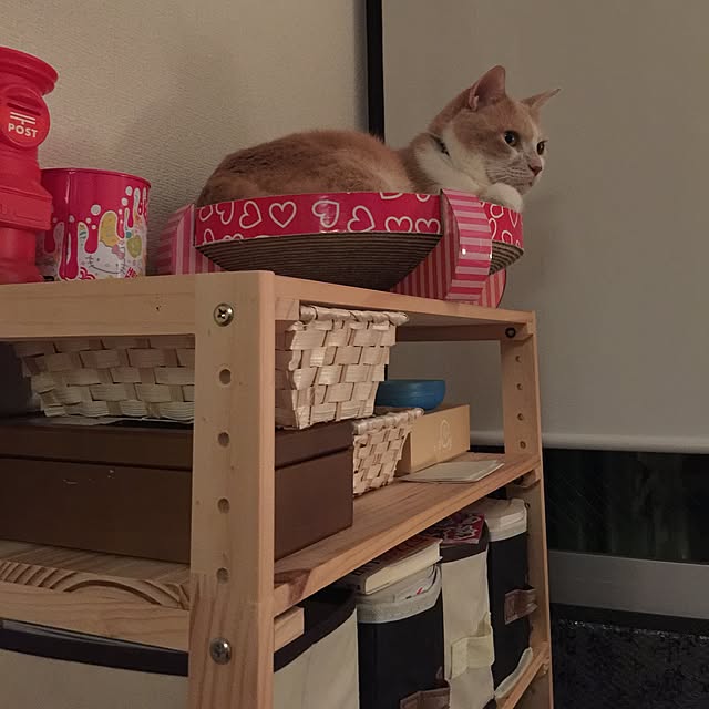 棚/猫部/猫自慢/ナチュラル/一人暮らし...などのインテリア実例 - 2016-02-20 21:49:47