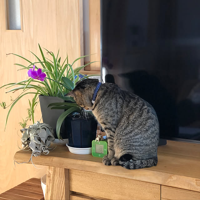 azukiさんの実例写真