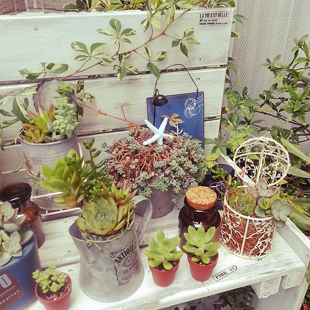 shiroさんの実例写真