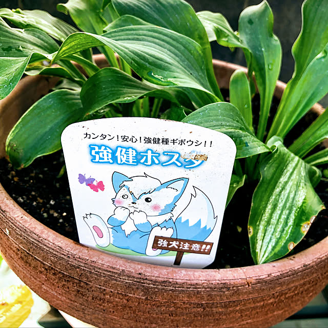 ringo3さんの実例写真