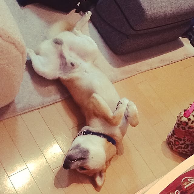 kotaさんの実例写真