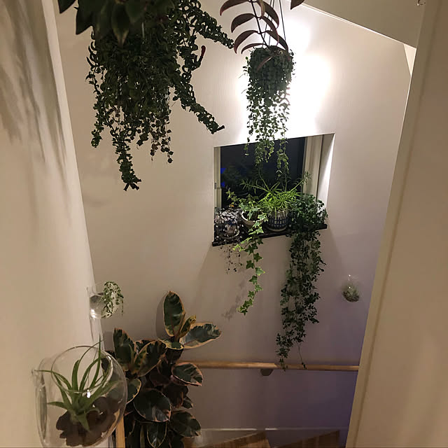 観葉植物/玄関/入り口のインテリア実例 - 2019-08-30 19:57:31