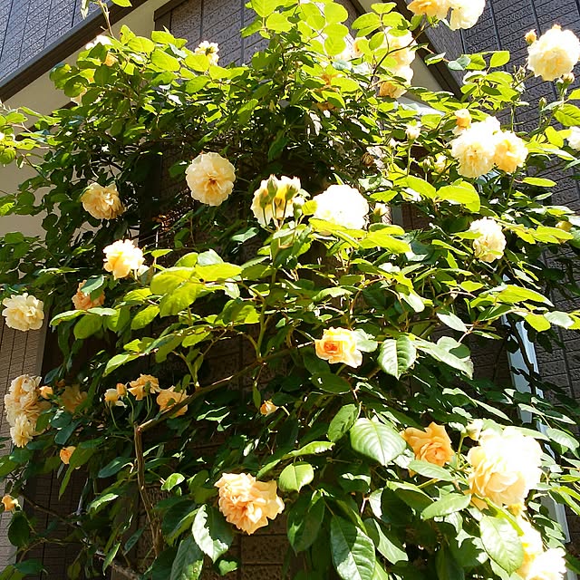 yum0408さんの実例写真