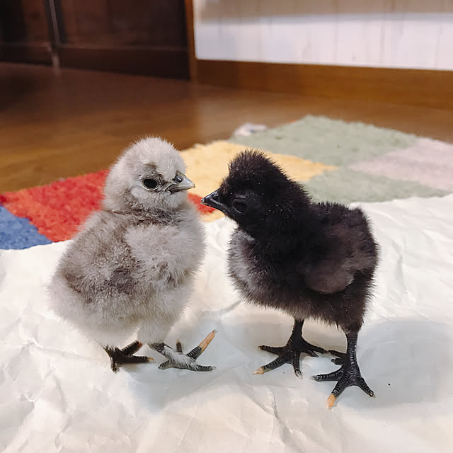 pepeさんの実例写真