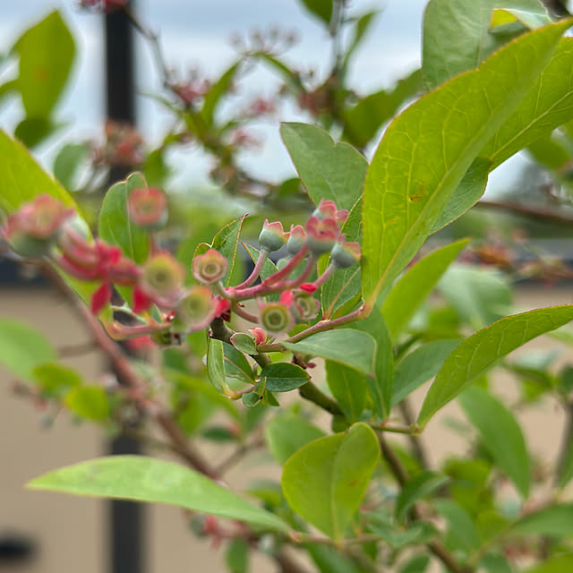 lemonadeさんの部屋