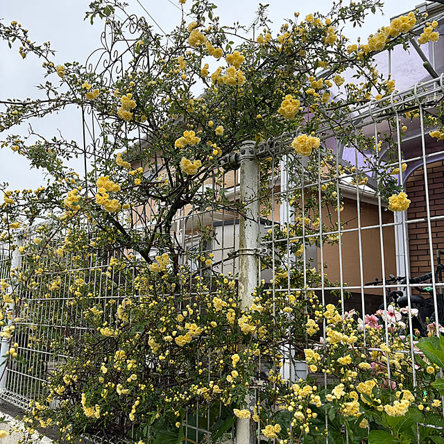 chIoeさんの部屋