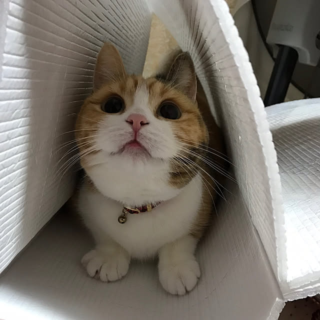 mamekinaさんの実例写真