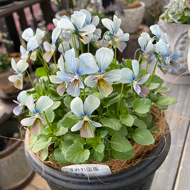 shiropenguinさんの部屋