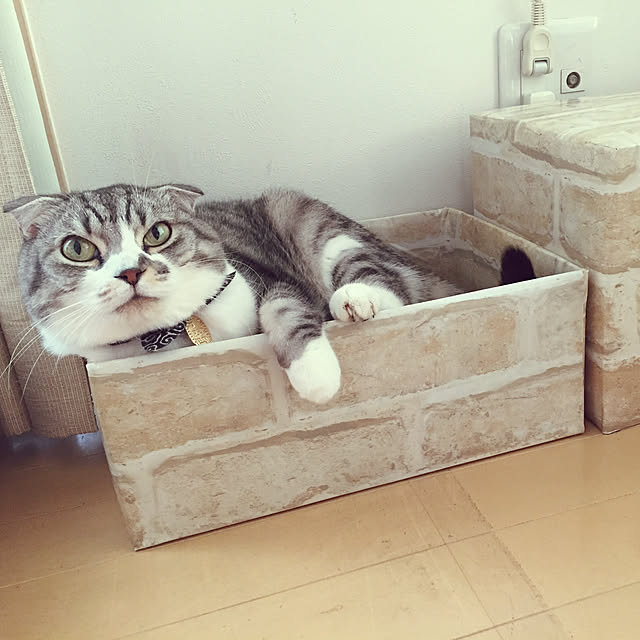 acoさんの実例写真
