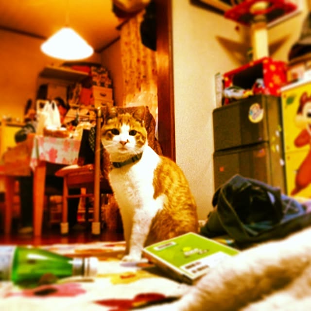 実例写真