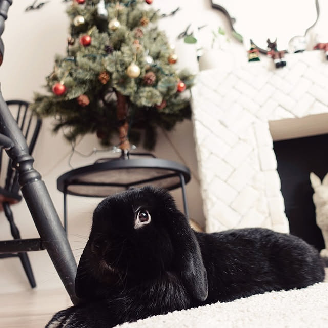 coco.Apartmanさんの実例写真