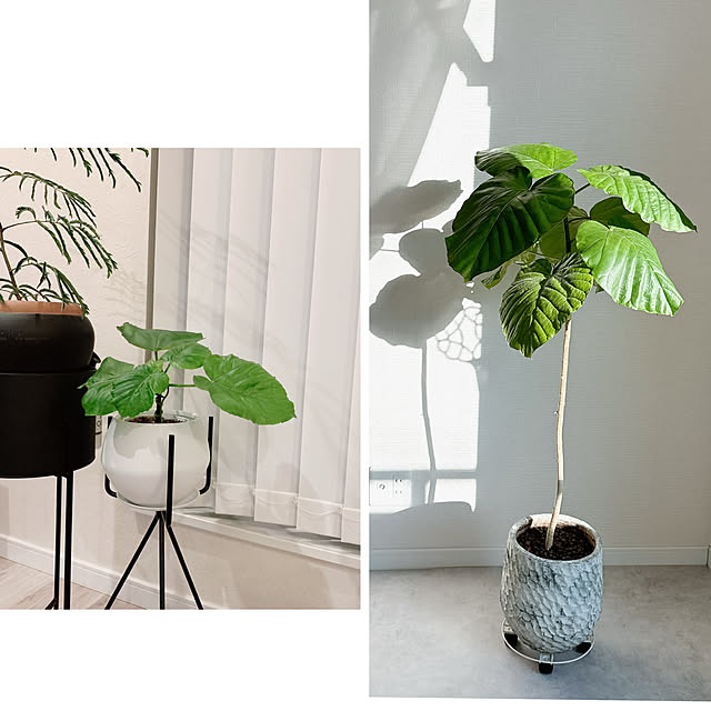cocoさんの部屋